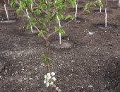 Продам в Краснодаре, Новый немецкий сорт деревьев черешни высшей категории от 130