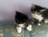 Продам кошку, самец в Кинешме, Котята от кошки крысоловки мальчик и девочка возраст