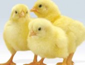 Продам яица в Саратовской области, Цыплята Кобб 500 из чешского, цыплят суточных
