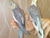 Продам птицу в Выксе, птенцов корелл, выращены в домашних условиях, Возраст 2месяца