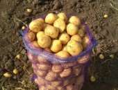 Продам овощи в Чебоксары, Картофель сорт "Гала", Урожай 2018 года в сетке по 30