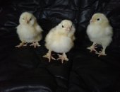 Продам с/х птицу в Туле, Цыплята фавероль, Выведем цыплят на заказ, наберем инкубационное