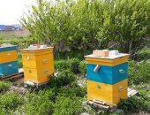 Продам мёд в Ханты-Мансийске, натуральный, Качка меда июль-август 2018, Куртамышский
