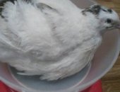 Продам с/х птицу в Богучаре, Пepепeлa paзных пород, от cуточныx-20р, до нeсушки-120р
