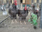 Продам яица в Туле, Барневельдер, Имеются в продаже цыплята барневельдер, также наберем