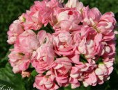 Продам комнатное растение в Туле, Пеларгония розебудная "Anita", Укоренённый черенок