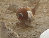 Продам птицу в Ставрополе, Фазаны, Годовалые фазаны-600 руб, Под заказ на -2018год, Для