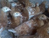 Продам с/х птицу в Шалушке, 2 месячные цыплята Ломан Браун, Вся птица привита Марек, ИБК