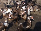 Продам с/х птицу в Орехове-Зуеве, Крупные мускусы самцы и уточки черные с белым и