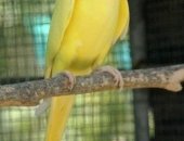 Продам птицу в Краснодаре, Ожереловые попугаи, молодых ожереловых: Желтые Имеется клетка