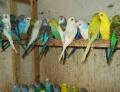 Продам птицу в Кургане, Попугаи, молоденькие от говорящих родителей, попугаев молоденьких