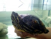 Продам в Мантурове, Прeсновoднaя 12-ти лeтняя черепахa по кличкe "Шарлoттa" c набoрoм для