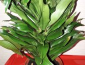 Продам комнатное растение в Абакане, неприхотливые растения: сциндапсус расписной, разные