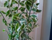 Продам комнатное растение в Саратовской области, Педилантус, красивое вместе с горшком,