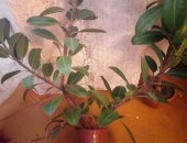 Продам комнатное растение в Уфе, Фикус, фикус 20-30 см 100 руб, 50-60 см 300 руб