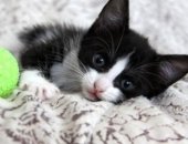 Продам кошку, самец в Щёлкове, Котик Макс, 1, 5 месяца, Маленький котенок