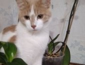 Продам кошку, самец в Екатеринбурге, Замечательный бело- персиковый котенок ждёт своего
