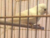 Продам птицу в Ульяновске, Кенар, молодого кенара