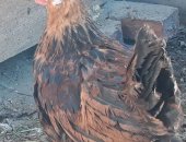 Продам с/х птицу в Иркутске, Цыплята 2 месяца, цыплят мясо -яичных пород, Вылупились 4