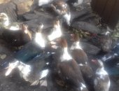 Продам с/х птицу в Новошахтинске, Утки мускусные - шипуны, уток шипунов, возраст от 3