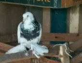 Продам птицу в Улане-Удэ, Голубь, Голуби домашние, красивые! Посмотреть можно
