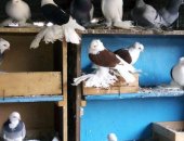 Продам птицу в Ставрополе, Голубь, голубей -30 штук, только оптом, цена за всех