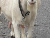 Продам в Новом Осколе, козу зааненской породы, было 2 окота-по 3 козлёнка, молоко даёт