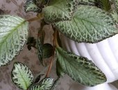 Продам комнатное растение в Ангарске, Эписция, Неприхотливое ампельное с перламутовыми