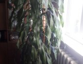 Продам комнатное растение в Омске, Драцена "Дерево счастья", Драцена высота 2 м 50 см,