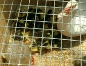 Продам с/х птицу в Черкесске, Утята, утята 350р утятам 4 месяца, а так же есть цыплята