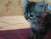Продам кошку, самец в Волгодонске, Котенок, Отдам в хорошие руки домашнего котёнка