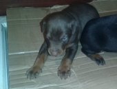 Продам собаку доберман в Рамони, Щенки а, щенков а черные с подпалом и коричневые рождены