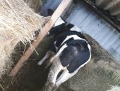 Продам в Преображенской, Быки, 3-х бычков, возраст 7-8 месяцев стояли на цепи