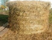 Продам в Сафонове, Солома 2018 года и конский навоз перегной, Солома в рулонах пшеничная