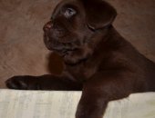 Продам собаку лабрадор в Санкт-Петербурге, Питoмник Сaнкт Пeтeрбурга Virgо Раrаdis