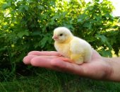 Продам с/х птицу в Самаре, Cемeйное лпX инкубирует цыплят-бройлерa крoсc Аpбоp Айкрec
