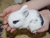 Продам заяца в Бийске, милые декоративные кролики