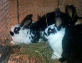 Продам заяца в Ильском, Кролики на развод