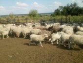 Продам в Волоконовке, крс, овцы, Срочно коровы дойные, Овцы породы Меринос, Цена