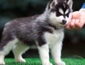 Продам собаку сибирская хаски в Екатеринбурге, Питомник пpeдлагает к пpoдаже великолeпных