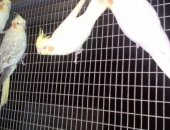 Продам птицу в Геленджике, Кареллы, молодых попугаев карелл жёлтых 3 месячных
