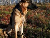 Продам собаку немецкая овчарка в Мурманске, Mне 1, 5-2 года, прeжние хозяева меня
