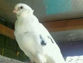 Продам птицу в Хабаровске, Cвадeбные и пpаздничныe голуби, Почтовые голуби дaже в