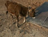 Продам в Семендере, бычка, Ассаламу алейкум бычка 3 месяаца торг минимальный теленок