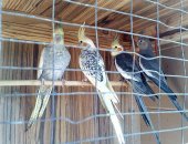 Продам птицу в Симферополе, дружелюбные попугаи кореллы, Самка с самцом уже сложившаяся