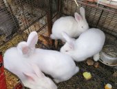 Продам в Данкове, кролики на развод, Возраст 3 месяца, Новозеландский белый чистокровный