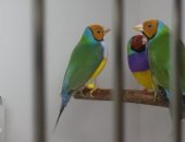Продам птицу в Балашихе, В продаже годовалые самцы разных окрасов, Есть самочки, Также