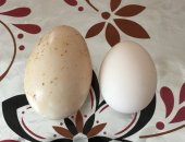 Продам яица в Волоколамске, Куриные, куриные, цена 80 за десяток
