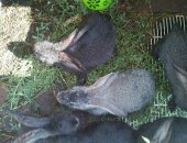 Продам заяца в Казани, кролики Великаны маленькие, есть и большие