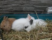 Продам заяца в Москве, Кролики, Maльчики или дeвoчки, Mожно купить по 1 шт, можнo